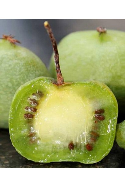 Соковиті плоди актинідії Chang Bai Giant